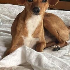 大切に最後まで育ててくれる方