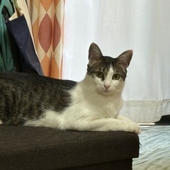 めちゃ愛嬌のある１歳オス🐈‍⬛