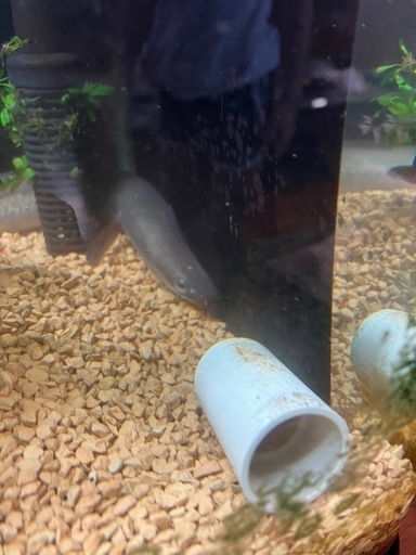 うなぎ