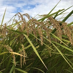 【残りわずか】新米?コシヒカリ 