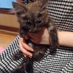 昨日、夜に保護しました。