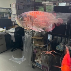 魚入荷の為