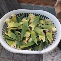 アロエの葉っぱ差し上げます。