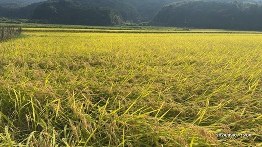 野田方面　15 10 1袋分