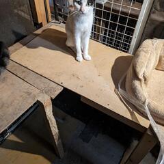 急募、里親募集を、探しています。