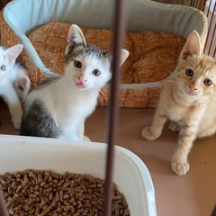 子猫四兄弟