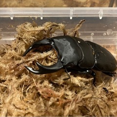 【無人販売】7/6〜営業‼️オオクワガタのみ‼️の画像