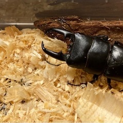 【無人販売】7/6〜営業‼️オオクワガタのみ‼️の画像