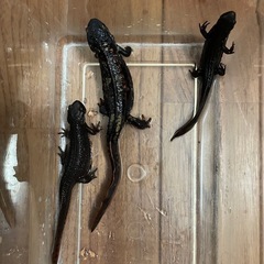 シリケンイモリ、アカハライモリ