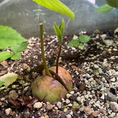 アボカド🥑の木‼️早い方優先‼️の画像