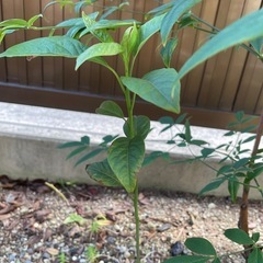 アボカド🥑の木‼️早い方優先‼️の画像