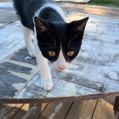 猫3匹