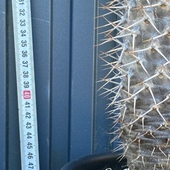 パキポディウム　ラメリーの画像