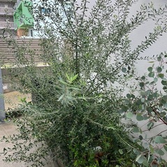 オリーブの木の画像