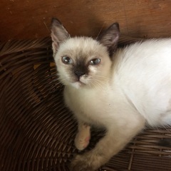 シャム猫似の子猫