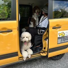 ペットタクシー（24時間365日）　旅行から引っ越し　ペット送迎、輸送全国対応 - 茨木市