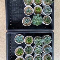 多肉植物の苗のセット