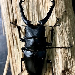 ギラファノコギリクワガタ　ジャワ