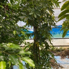 観葉植物　カポック