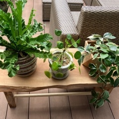 ベンチ　棚　植物置きなどにの画像