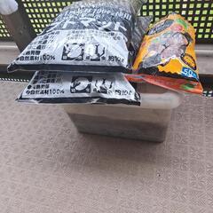 カブトムシの幼虫セットの画像