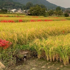 令和5年のお米30Kg あきたこまち