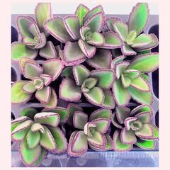多肉植物ペンテリー