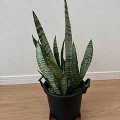 サンスベリアA 鉢ごとの画像