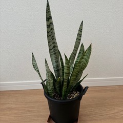 サンスベリアA 鉢ごと