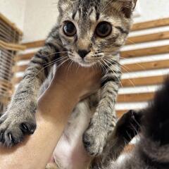 フワフワ毛並みのキジちゃん🎀
