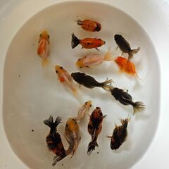 ｵﾗﾝﾀﾞｼｮｰﾄﾃｰﾙ🐟