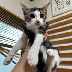 吉野の山生まれ　オス君