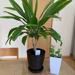 　【観葉植物】 ドラセナとヘデラのセット