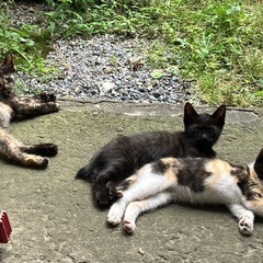 野良猫　子猫　🐈‍⬛