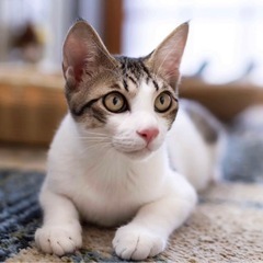 超甘えん坊のイケメンキジシロくん