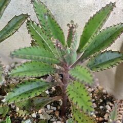 ★不死鳥・カランコエ属★多肉植物　カット苗　5本 の画像