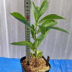 値下げ10月処分【一株300円】アダンソニア ディギタータ【実生株】⑰〜⑳の画像