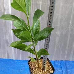 値下げ10月処分【一株300円】アダンソニア ディギタータ【実生株】⑰〜⑳の画像