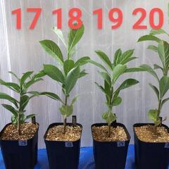 値下げ10月処分【一株300円】アダンソニア ディギタータ【実生...