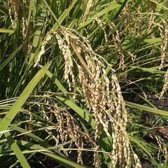 完売御礼‼️🌾令和６年産新米「とちぎの星」1等米玄米30kg