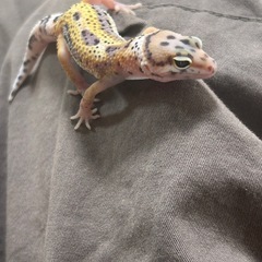 ヒョウモントカゲモドキ(引き取り先決まりました)の画像
