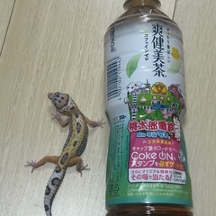 ヒョウモントカゲモドキ(引き取り先決まりました)の画像