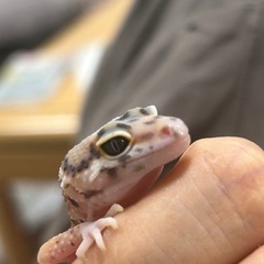 ヒョウモントカゲモドキ(引き取り先決まりました)の画像