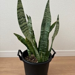 サンスベリアB 鉢ごと