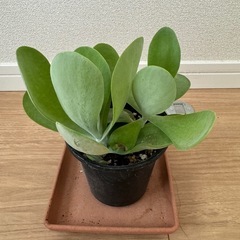 デザートローズ(唐印)小　鉢ごとの画像