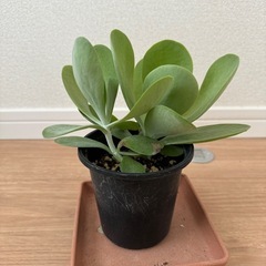 デザートローズ(唐印)小　鉢ごと