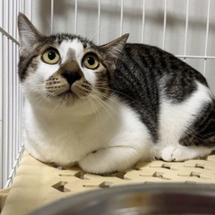 可愛い子猫 いるだけで癒し🍀