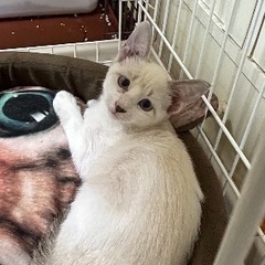 シャム系猫ちゃん
