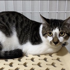 可愛い子猫 居るだけで癒し - 広島市