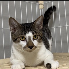 可愛い子猫 居るだけで癒しの画像
